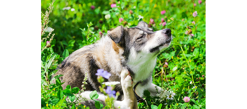 Taking Care of a Pet's Skin and Coat